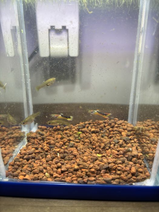 Gupiki Endlera Saddle Back