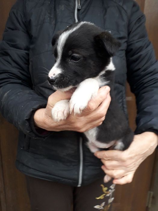 Віддаю в добрі руки