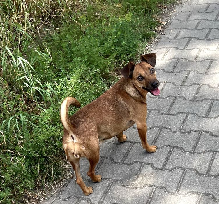 Kochana sunia Zumba szuka domku