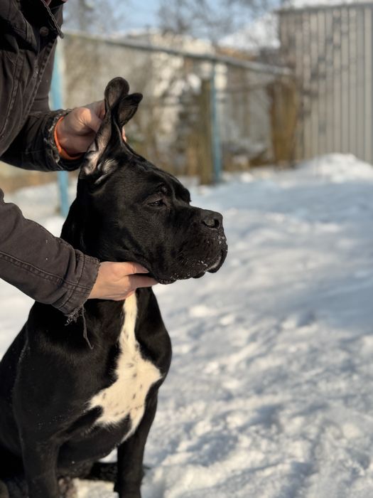 Брутальній хлопчік  Кане Корсо (Cane Corso Italiano)