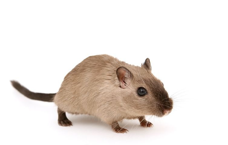 Myszoskoczek Myszoskoczki