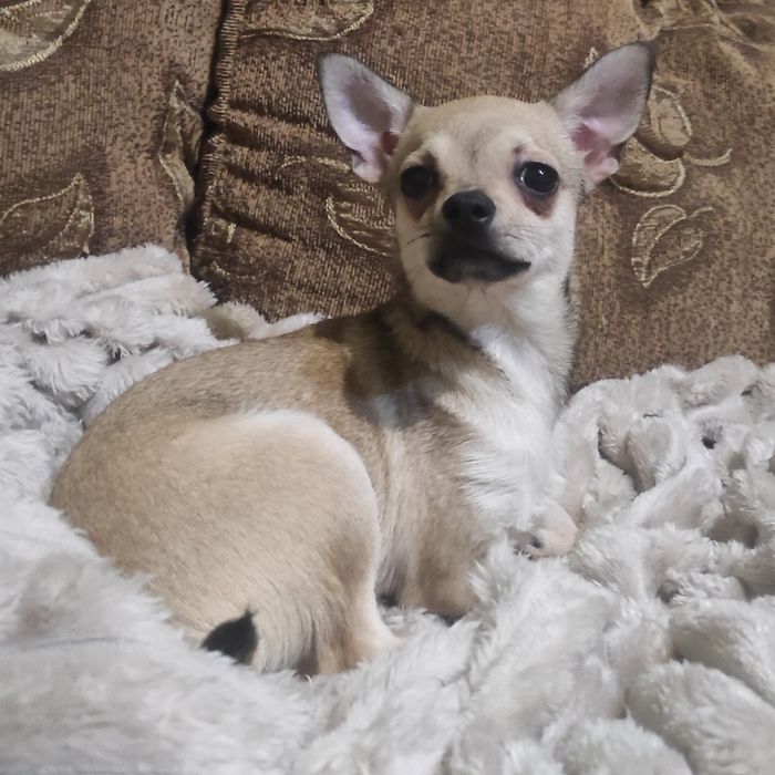 ШИКАРНАЯ девчонка чихуахуа!!!