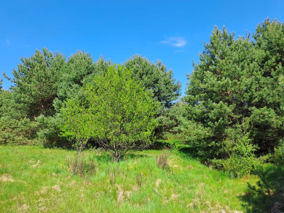 Działka Budowlana 5000 m2