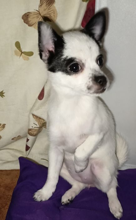 Ніжна куколка чіхуа