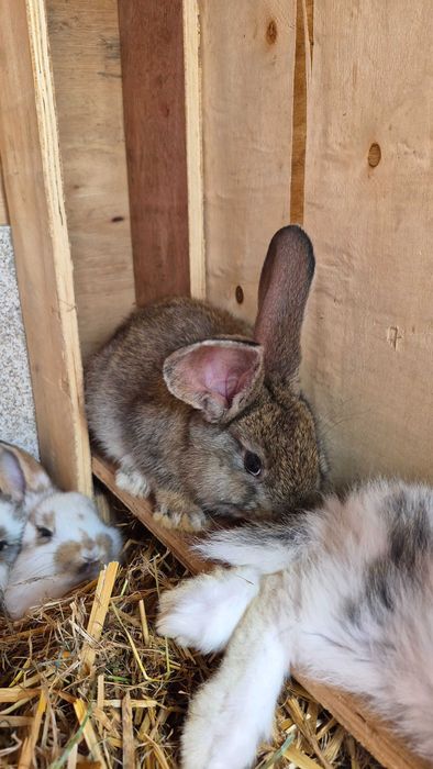 Króliki, młode, matka mix belg, ojciec rex