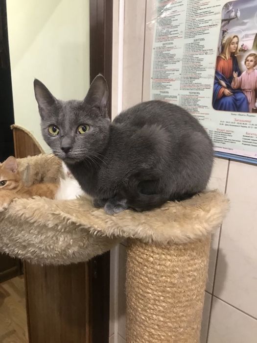 Кіт. Киця. Кошеня.