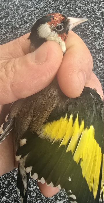 Aves Disponíveis