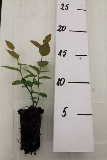 Borówka amerykańska | multiplaty | m104 | sadzonki | certyfikat CAC