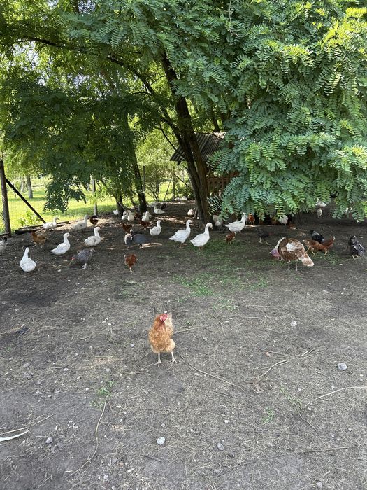 SprzedamTuszki kaczki  i brojlera