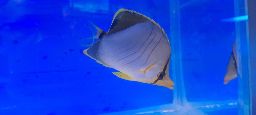 Chaetodon xanthocephalus S