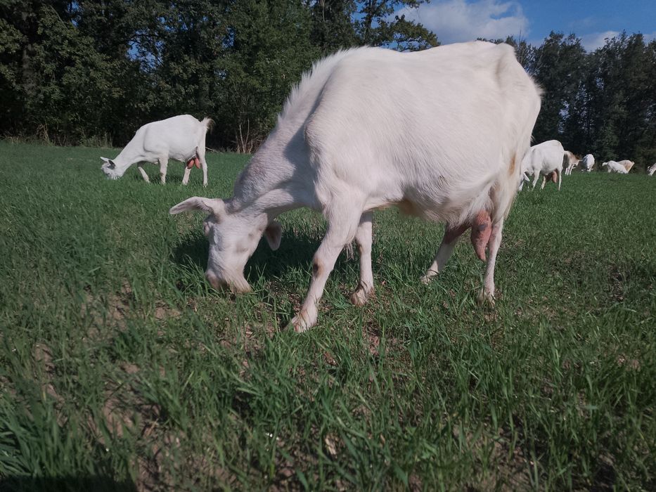Козел Зааненский, молодой цап.