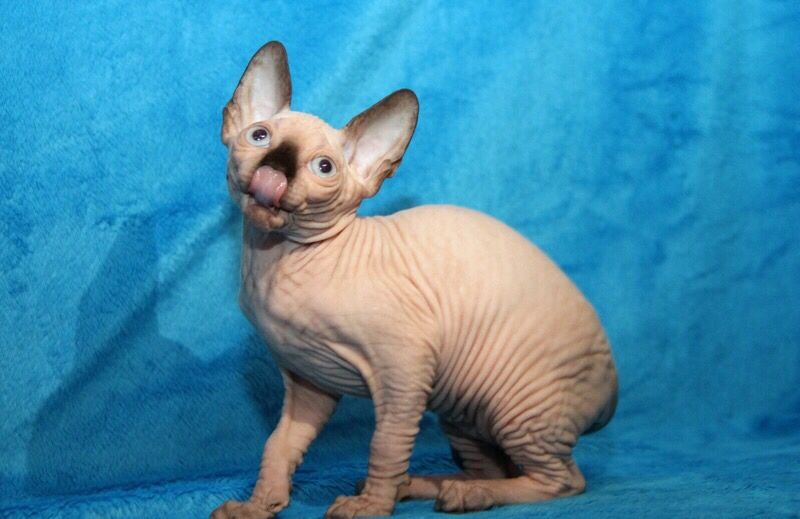 Очень красивы котята