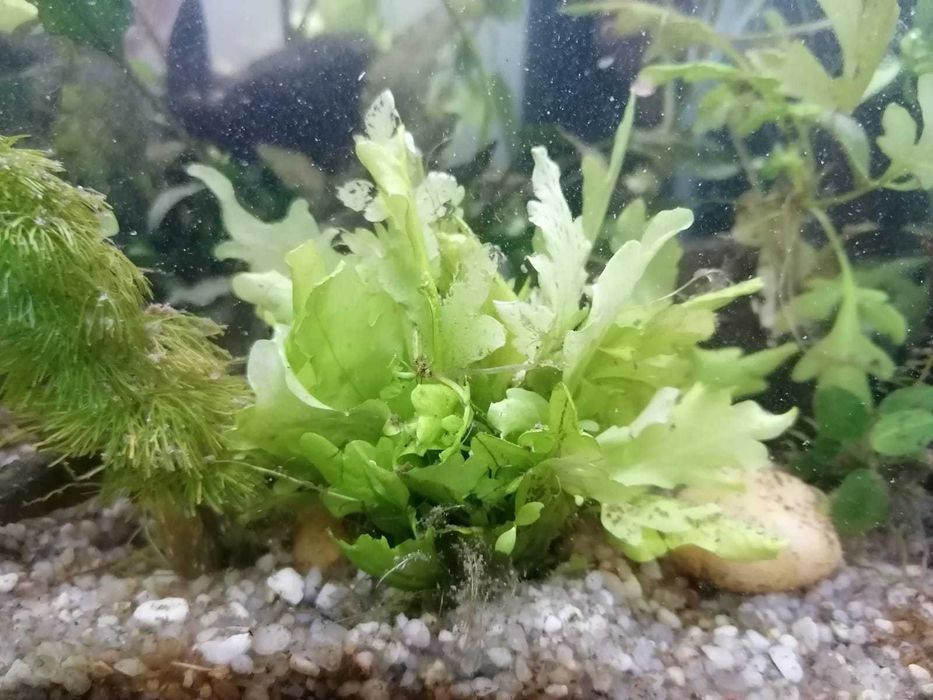 Paproć wodna (Ceratopteris cornuta) Białystok; też wymiana na Gupiki