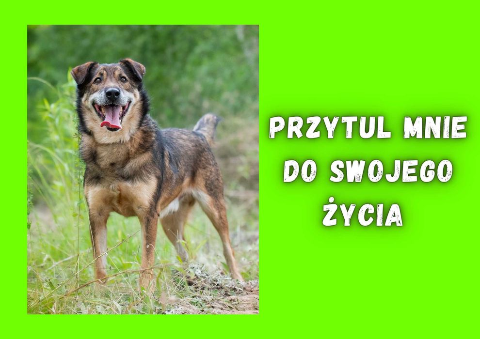 GAZIO - marzy o nowym domu i rodzinie