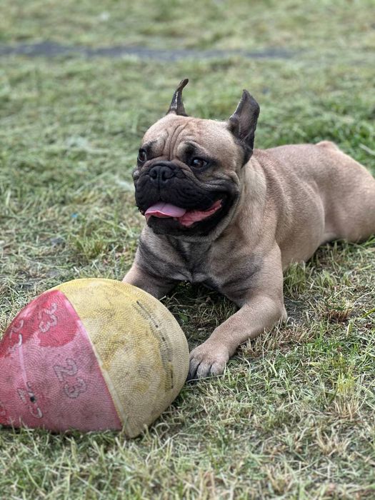 Вязка Французкий Бульдог