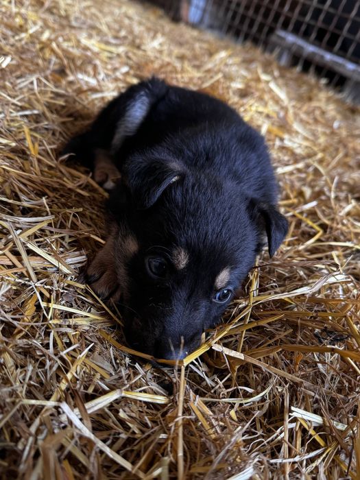 Віддам цуценят в добрі руки