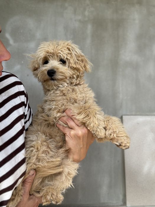 Той пудель мальтіпу хлопчик не линяє, гіпоалергенна шерсть