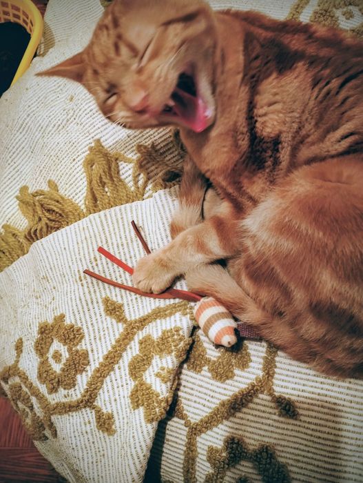 Gatinho macho amarelo