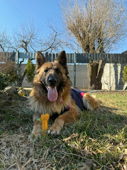 Lunka suczka w typie owczarka niemieciego do adopcji