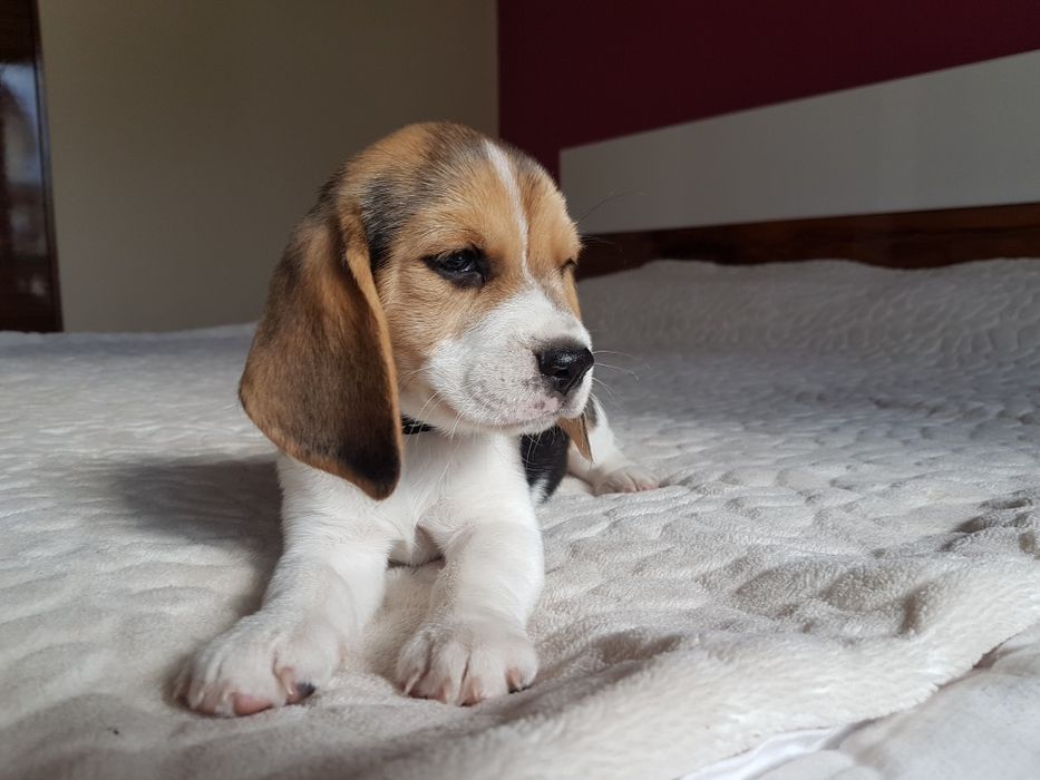 Suczka  Beagle- ZkwP/FCI *Po  Grand Championach* DNA ,Badania