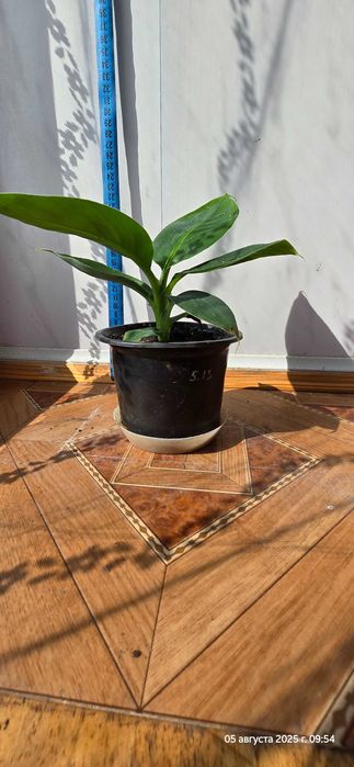 Кімнатна рослина Кімнатний банан