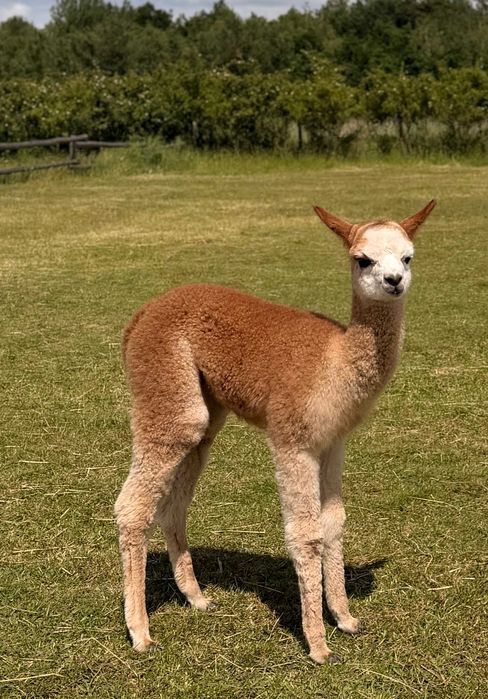 alpaka samica (Żaklina) z cria (syn)
