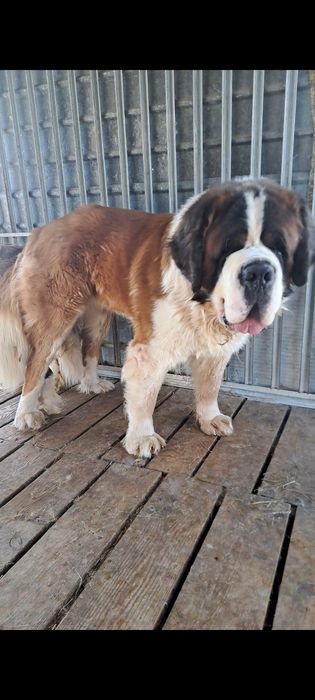 Bernardyn  Bardzo masywny