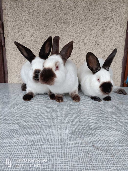 Króliki.3 samce.Kalifornijski Czarny. Z 07-2025