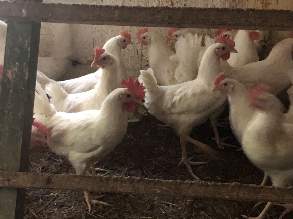 Leghorn koguty ! Czysto radowe