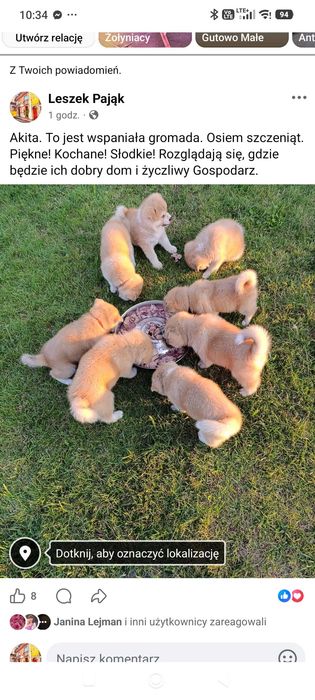 Akita inu szczeniaki