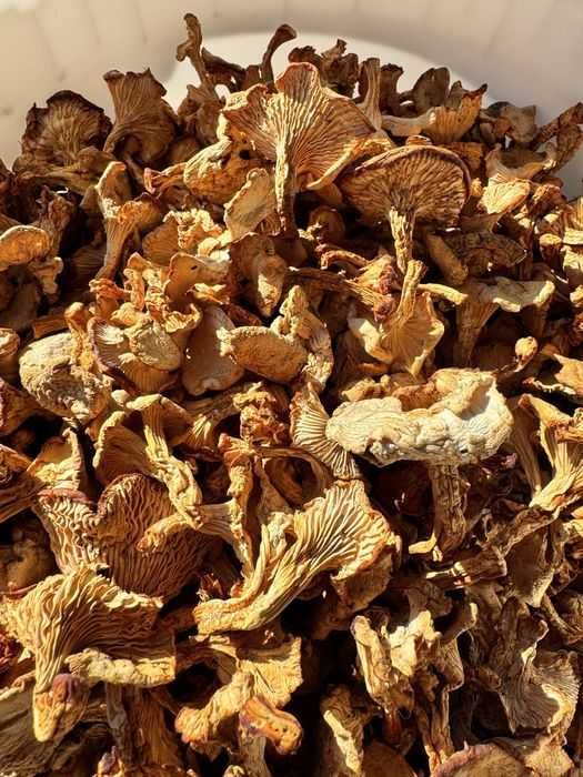 Лис жовті.                   .