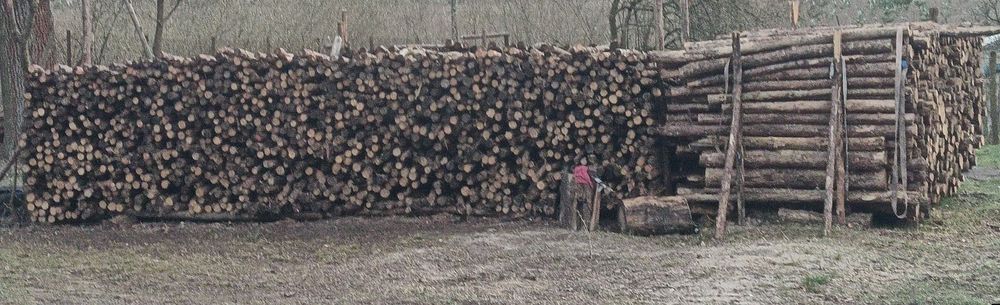 Drewno, sosna, brzoza, nie gałęziówka