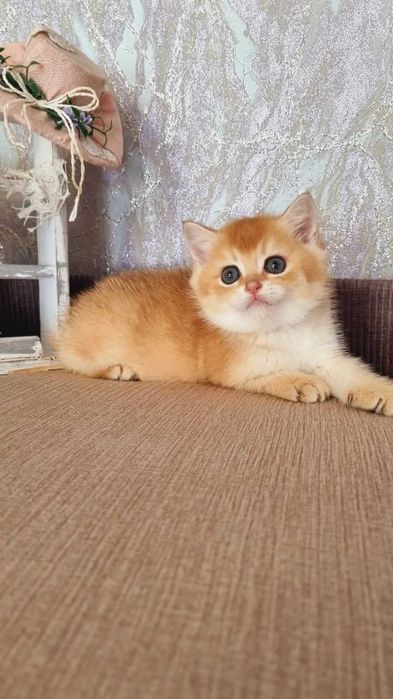 Британський хлопчик Кузя