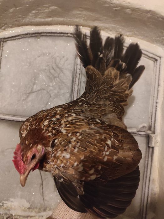 Jaja legowe Liliputek