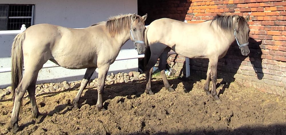 Sprzedam 2 zdrowe klacze 4 lata