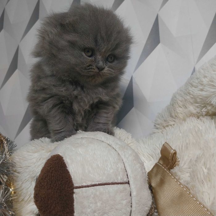 Kotka szkocka zwisłoucha