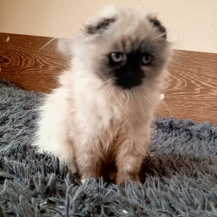 Кошеня шотландська  висловуха