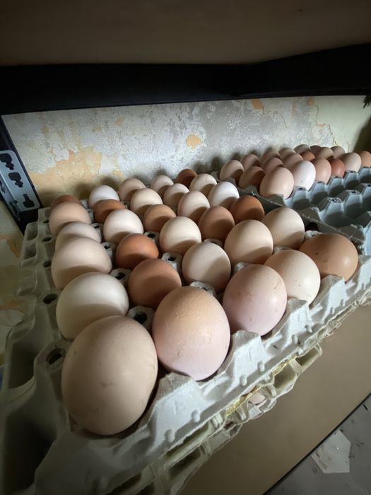 Jaja od wiejskich kur