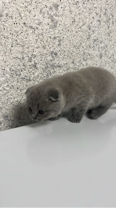 Британские котята продам