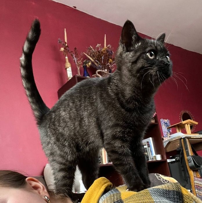 Кошенята шотландські (скотіш-страйт)