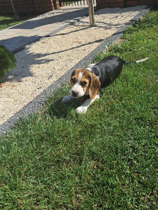 Uroczy Beagle - idealny towarzysz