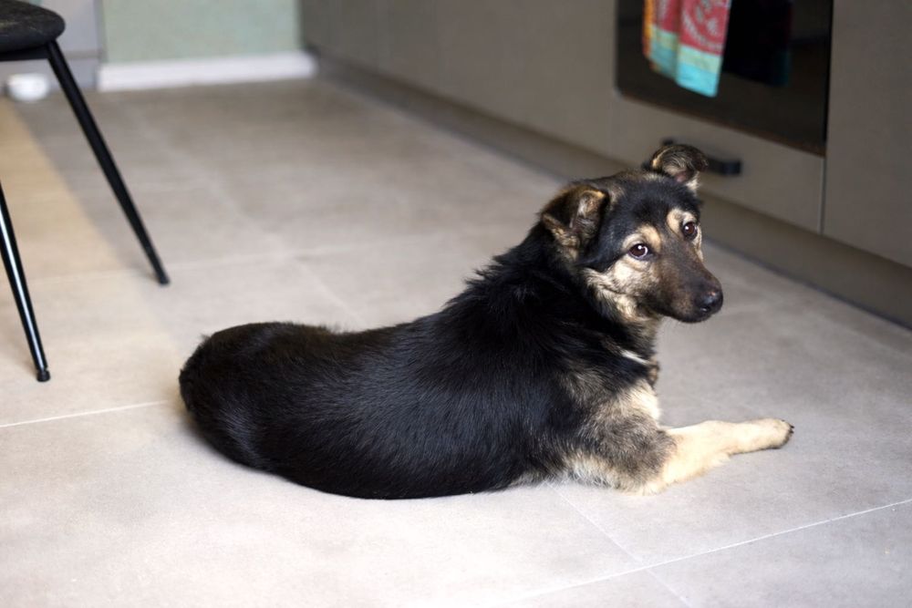 Песик Максік шукає люблячу родину (1 рік, кастрований, перша вакцина)