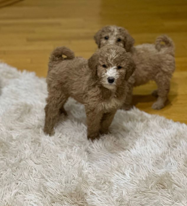 Лабродудль гігантський філіпінський пудель