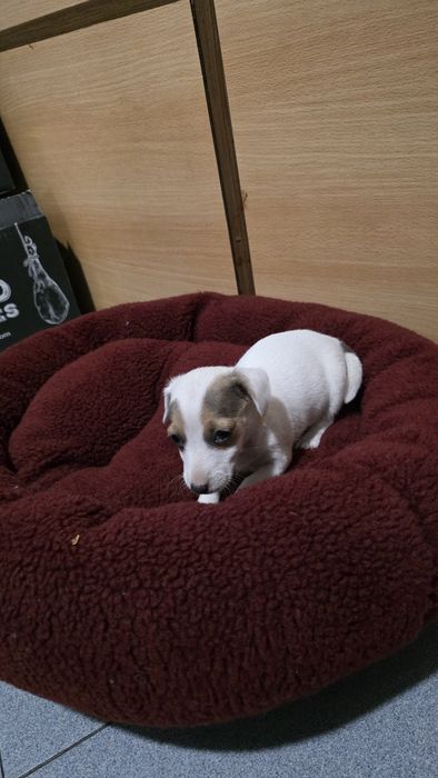 Jack russell fêmea