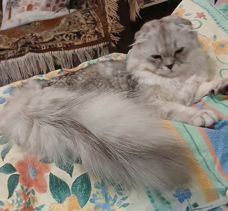 Чистокровная шиншилла