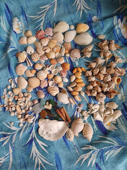 Мушлі ракушки  для рукоділля , хобі