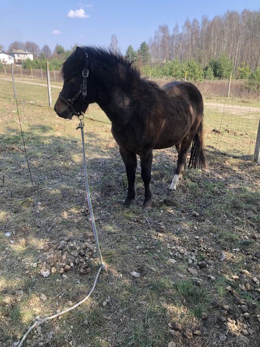 Ogier Huculski 2 letni