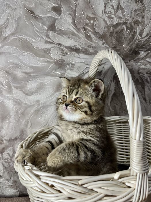 Шотладське кошеня дівчинка скотіш страйт окрас(таббі)