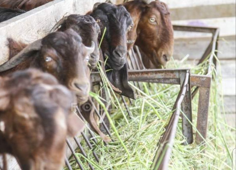 СІНО (СЕНО) в тюках луговое с доставкой от 1 шт. Большие объёмы.