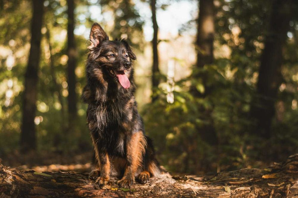 Saba, Sabcia Sabunia szuka domu